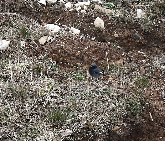 Black Redstart