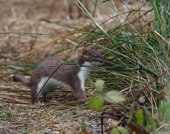 Stoat
