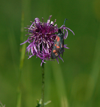 Burnet Moth