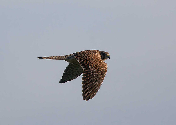 Kestrel