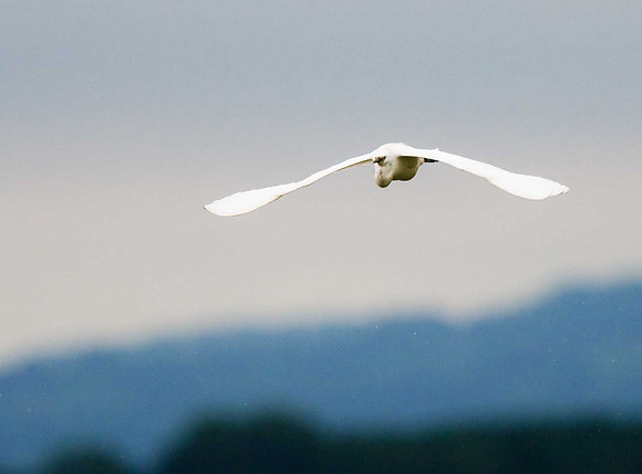 Little Egret