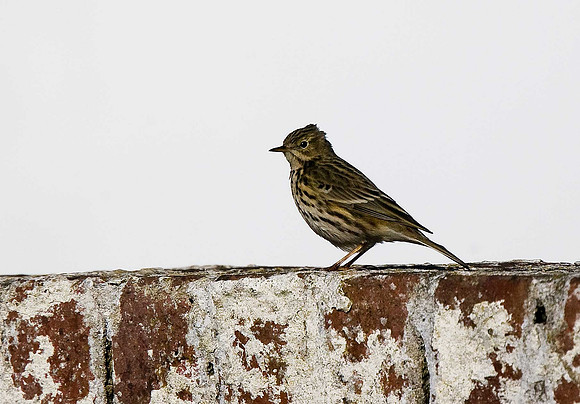 Meadow Pipit