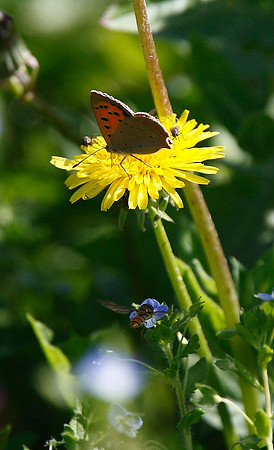 Small Copper