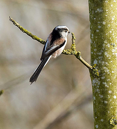 Long-tailed Tit
