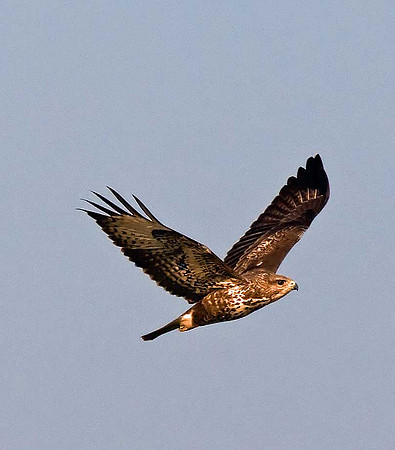 Buzzard