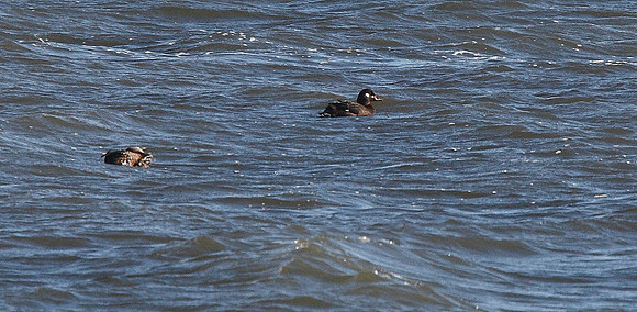 Velvet Scoter