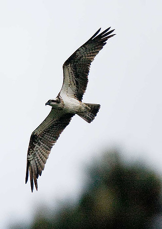 Osprey