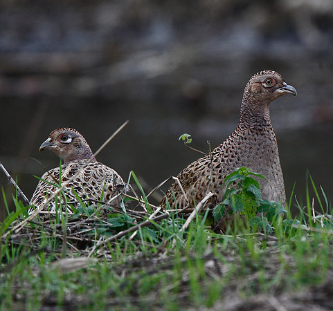 Pheasant
