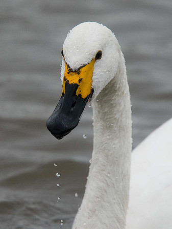 Bewick's Swan