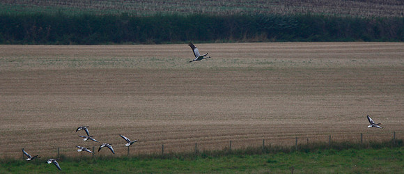 Common Crane