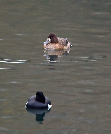 Lesser Scaup [juv.fem.]