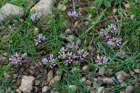 Scottish Scurvygrass (Cochlearia officinalis subsp. scotica). Unst