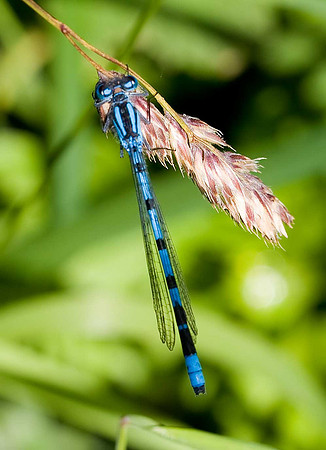 Common Blue Damselfly