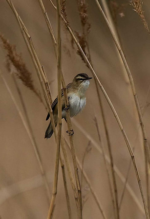 Sedge Warbler