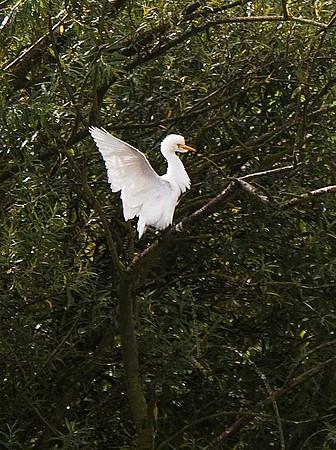 Cattle Egret