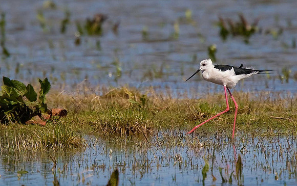 Black-winged Stilt
