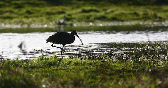 Glossy Ibis