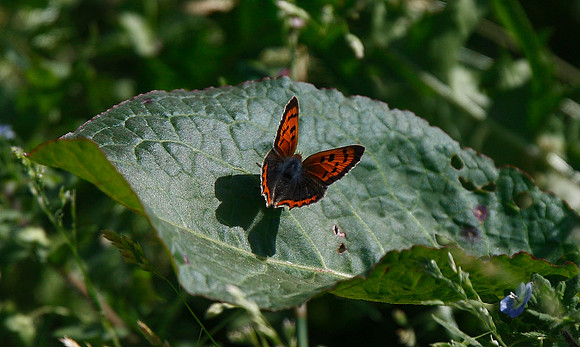 Small Copper