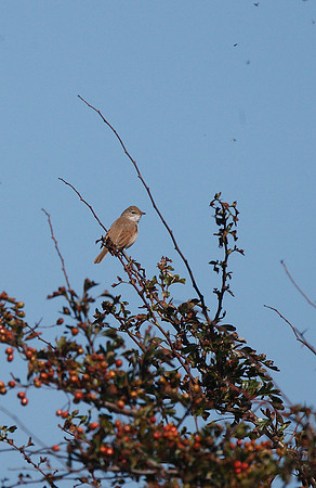 Whitethroat