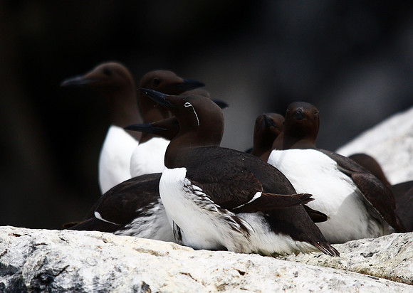 Guillemot