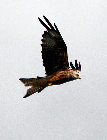 Red Kite