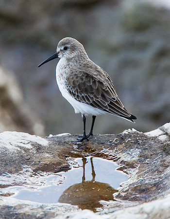 Dunlin
