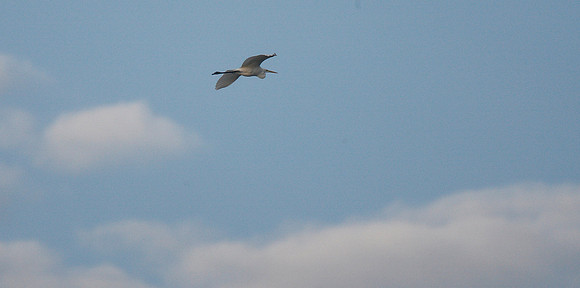 Great White Egret