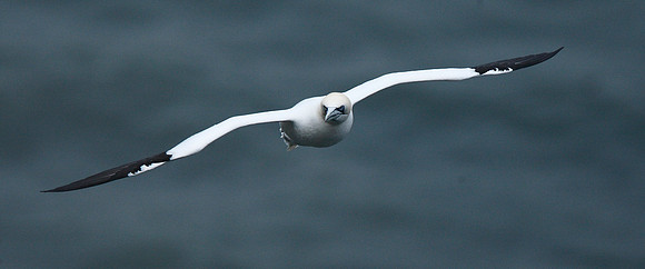 Gannet