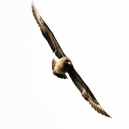 Great Skua