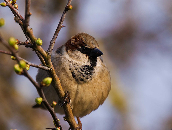House Sparrow