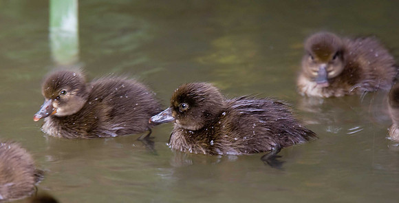 Tufted Ducklings