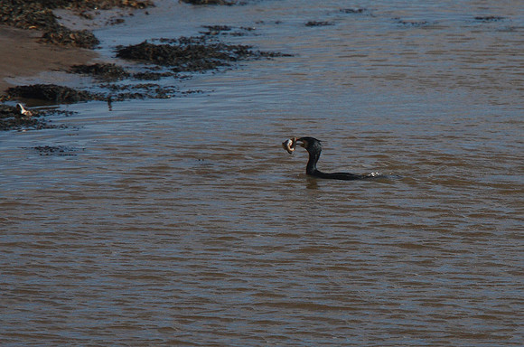 Cormorant
