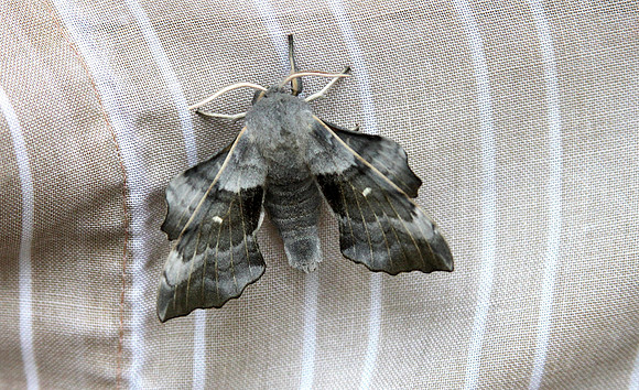 Poplar Hawk Moth