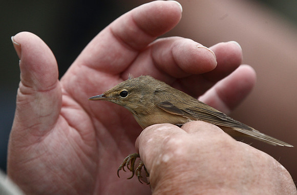 Marsh Warbler