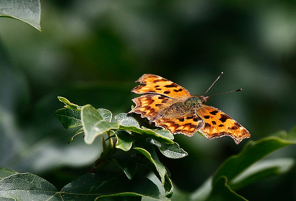 Comma
