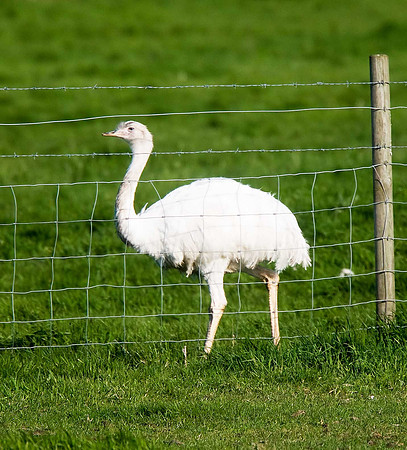 Emu