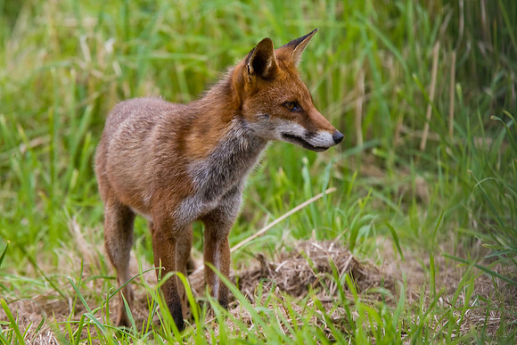 Fox