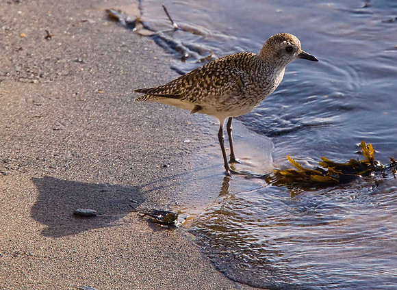 Golden Plover