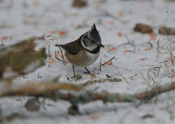 Crested Tit