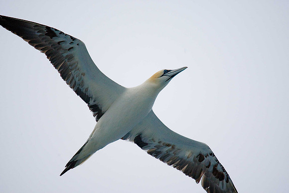 Gannet