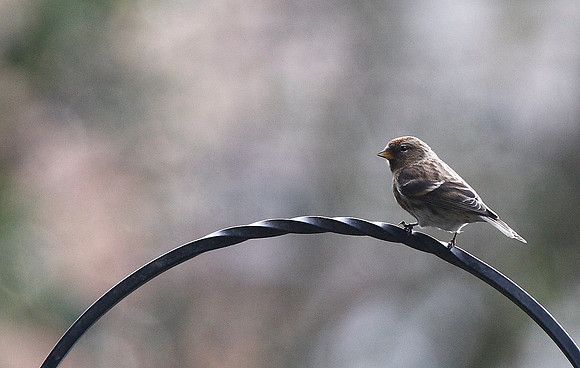 Lesser Redpoll