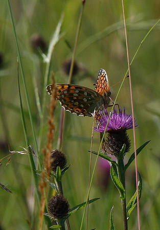 Dark Green Fritillary