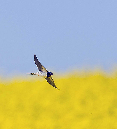 Swallow