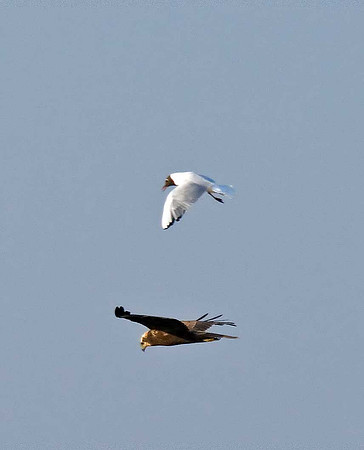 Marsh Harrier