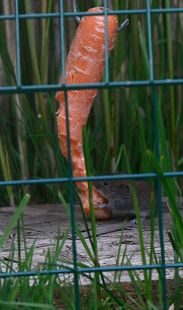 Bank Vole