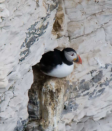 Puffin