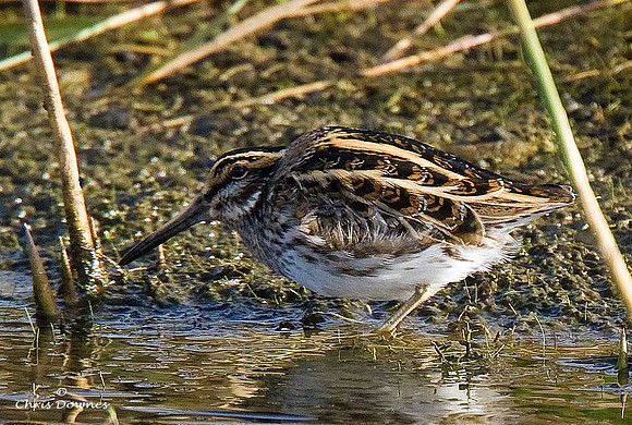 Jack Snipe