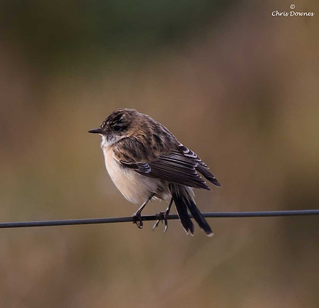 Siberian Stonechat