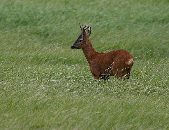Roe Deer