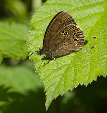 Ringlet